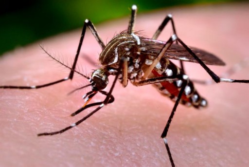 Nixalite of America Inc. Helps Fight Spread of Mosquito-Borne Diseases